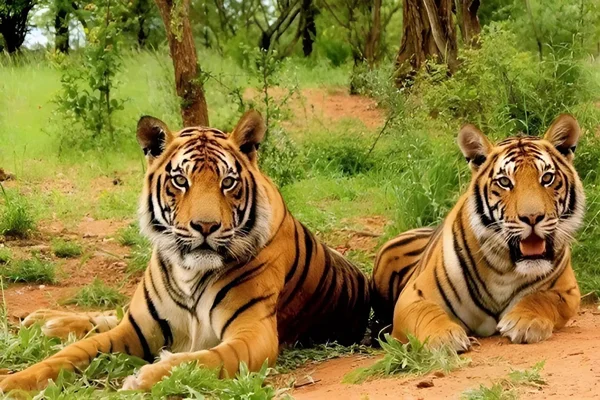 Ranthambore Tour 5N | 6D